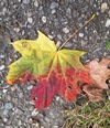 Buntes Blatt im Herbst