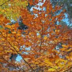 Buntes Laub im Herbst