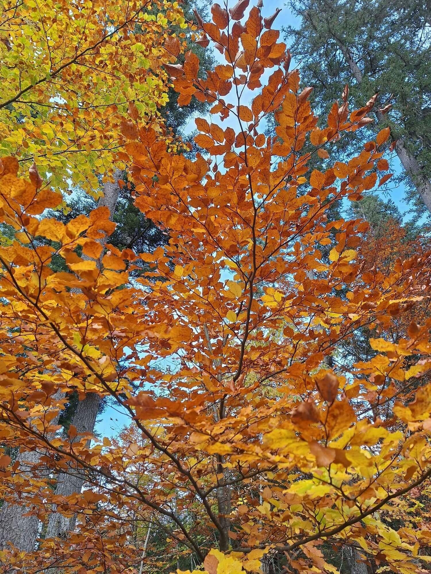 Buntes Laub im Herbst