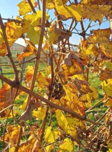 Weinlaub im Herbst