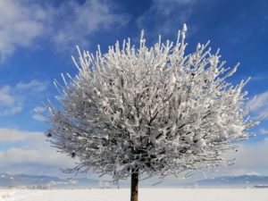 Ein winterlicher Baum vor blauem Himmel in Maria Buhc