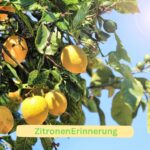 Das Erinnern an eine Zitrone löst unbewusst eine körperliche Reaktion aus